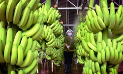 Exporting Vietnamese banana has been expanding